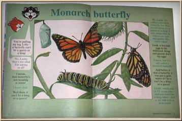 Monarch Butterfly - Watercolour Illustration